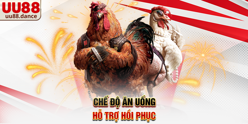 Chế độ nuôi dưỡng khi áp dụng Cách nuôi gà đá bị gãy cánh