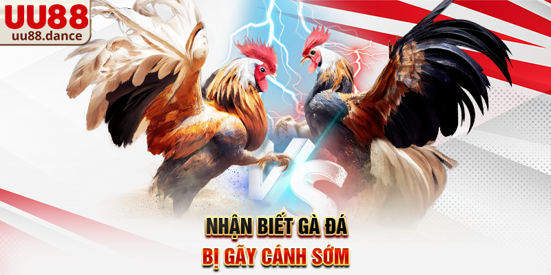Nhận biết gà đá bị gãy cánh sớm