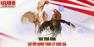 Vai trò của sự ổn định tâm lý cho gà
