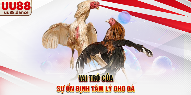 Vai trò của sự ổn định tâm lý cho gà